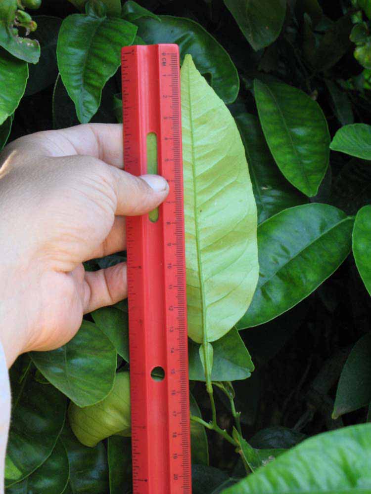            Unifoliolate leaf (Riverside, CA)   